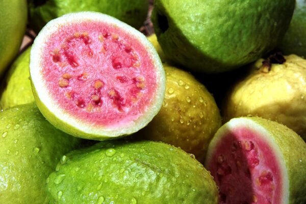 Guayaba Lbs